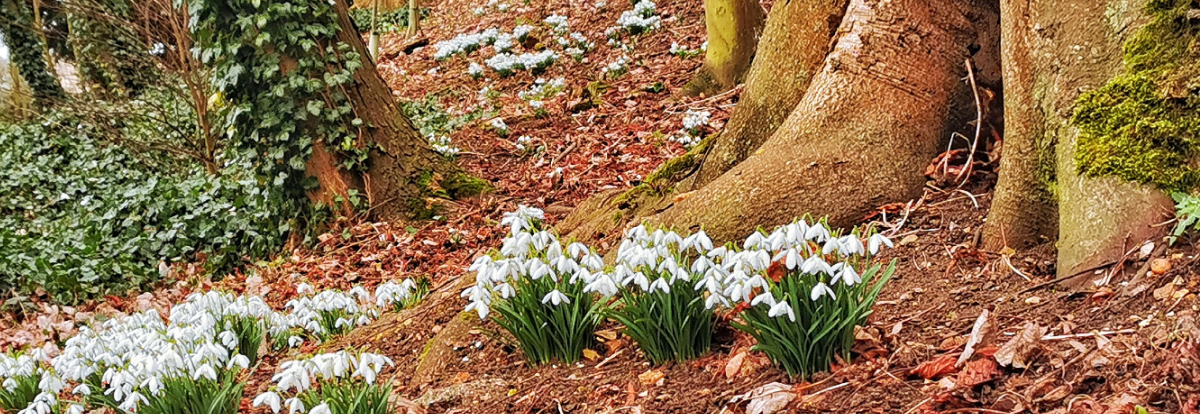 Snowdrops At Castle Hills